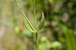 Largeleaf rose gentian